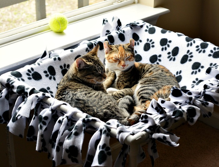 Kittens in a diy no sew pet hammock