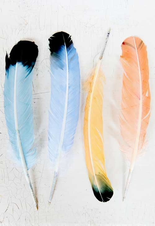 Coloured feathered pens