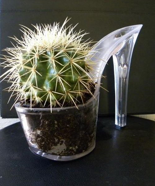 Platformed cactus pot