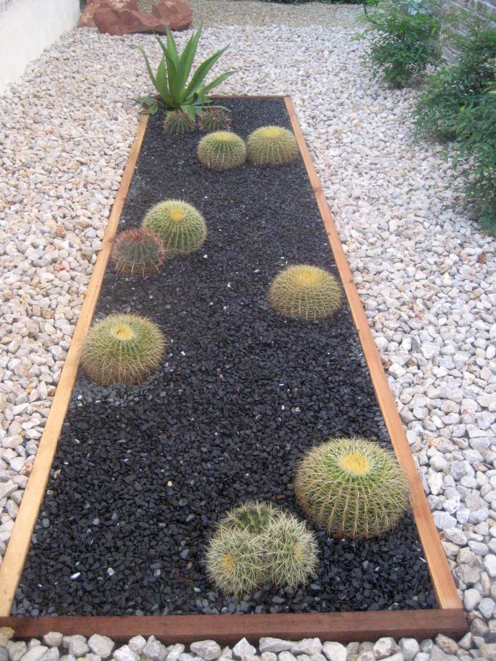 Rock beds with cacti