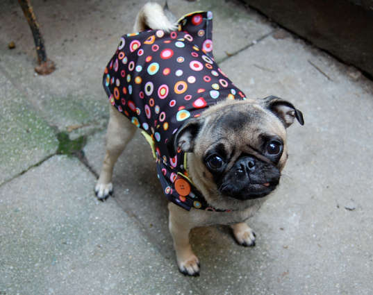 Doggie rain coat