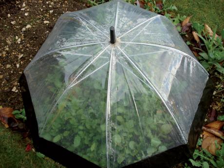 Fold away cloche for plants