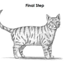 Sketch a tabby cat