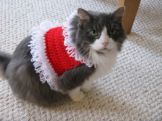Santa pet sweater 15 Knitting and Crochet Patterns to Keep Your Pet Warm