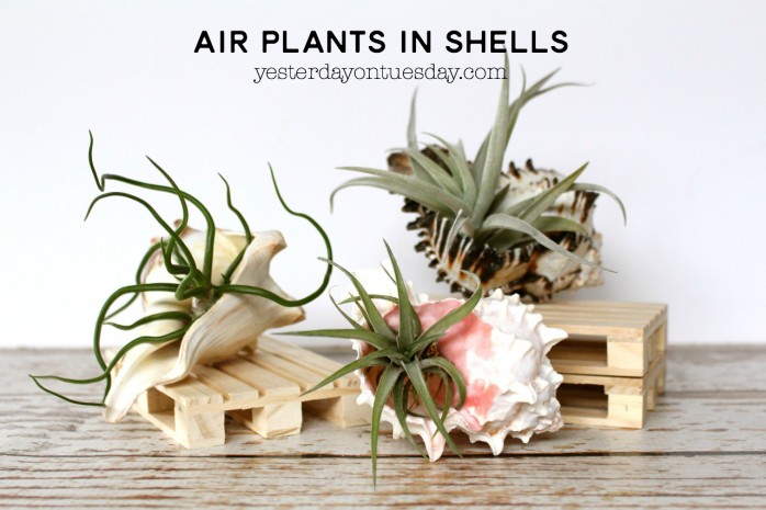 Air plants in shells diy