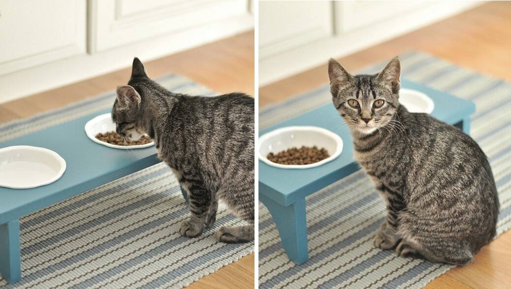 Cat feed bowls