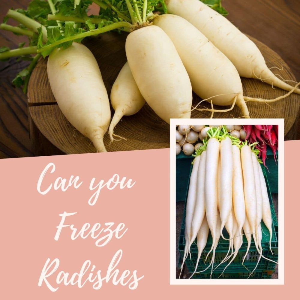 can you freeze radishes