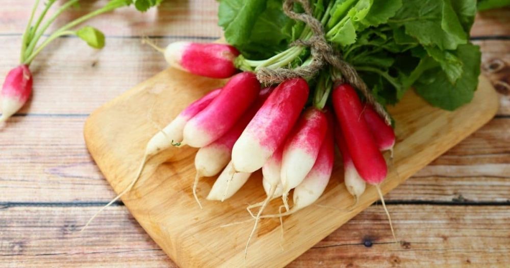 can you freeze raw radishes