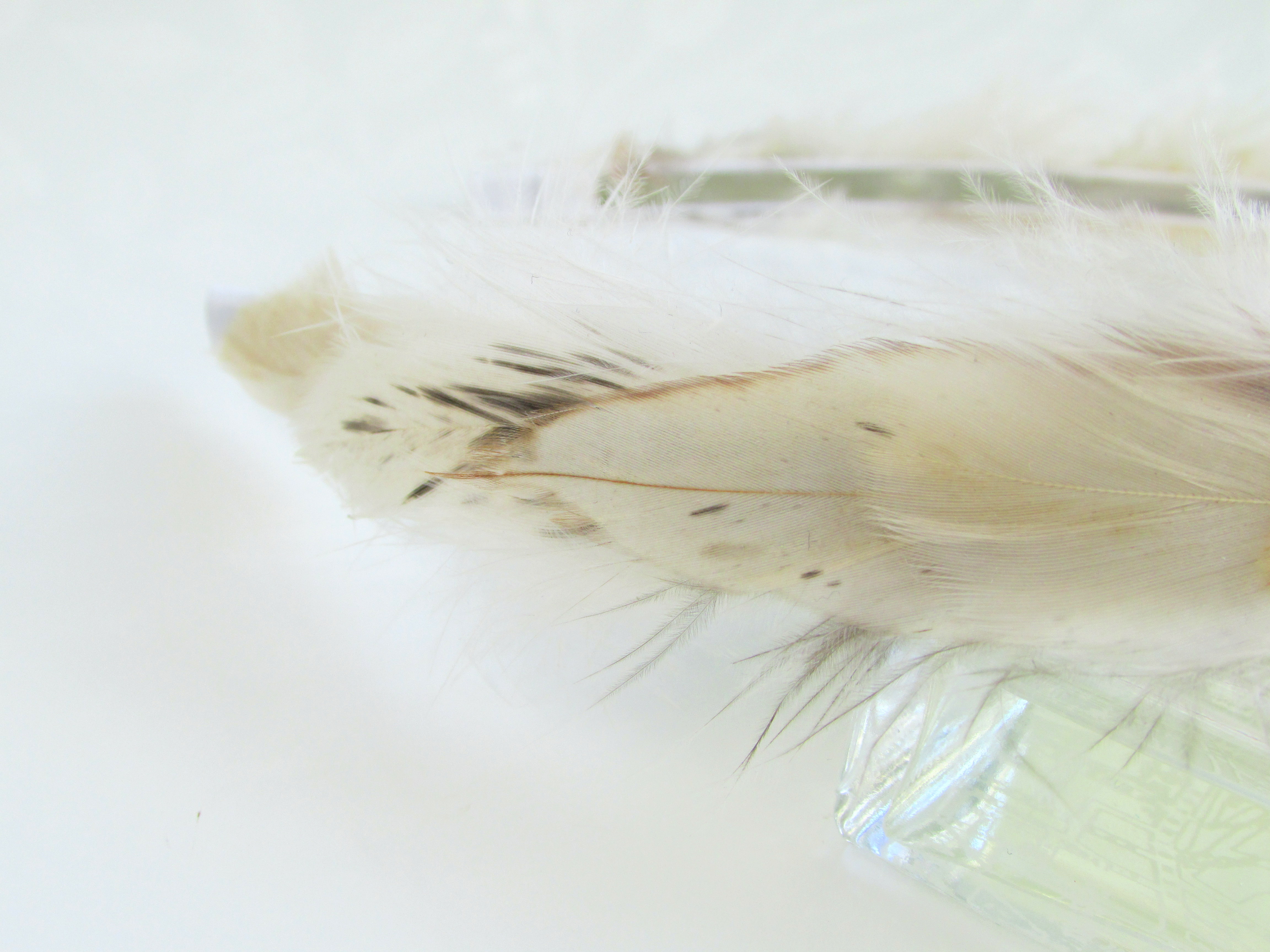 Close up with the feather