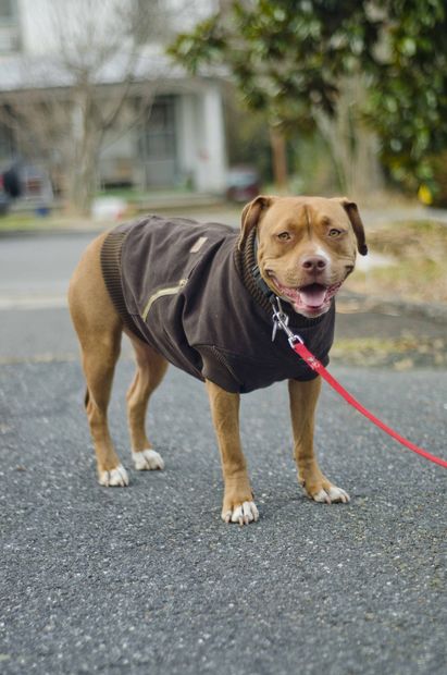 diy dog carhartt jacket