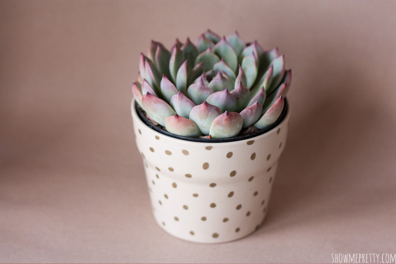 gold polka dot planter