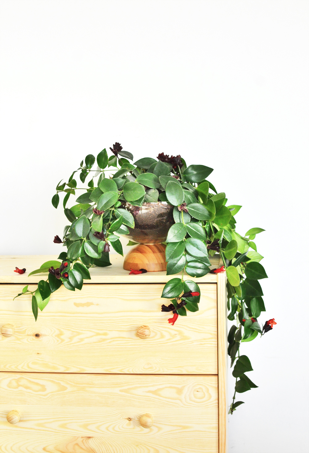 Need a unique planter to house your plants, look no further learn how you can make one with just two bowls, yet another classy IKEA Hack that you can't miss