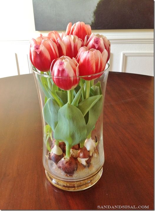 Forcing tulips indoors