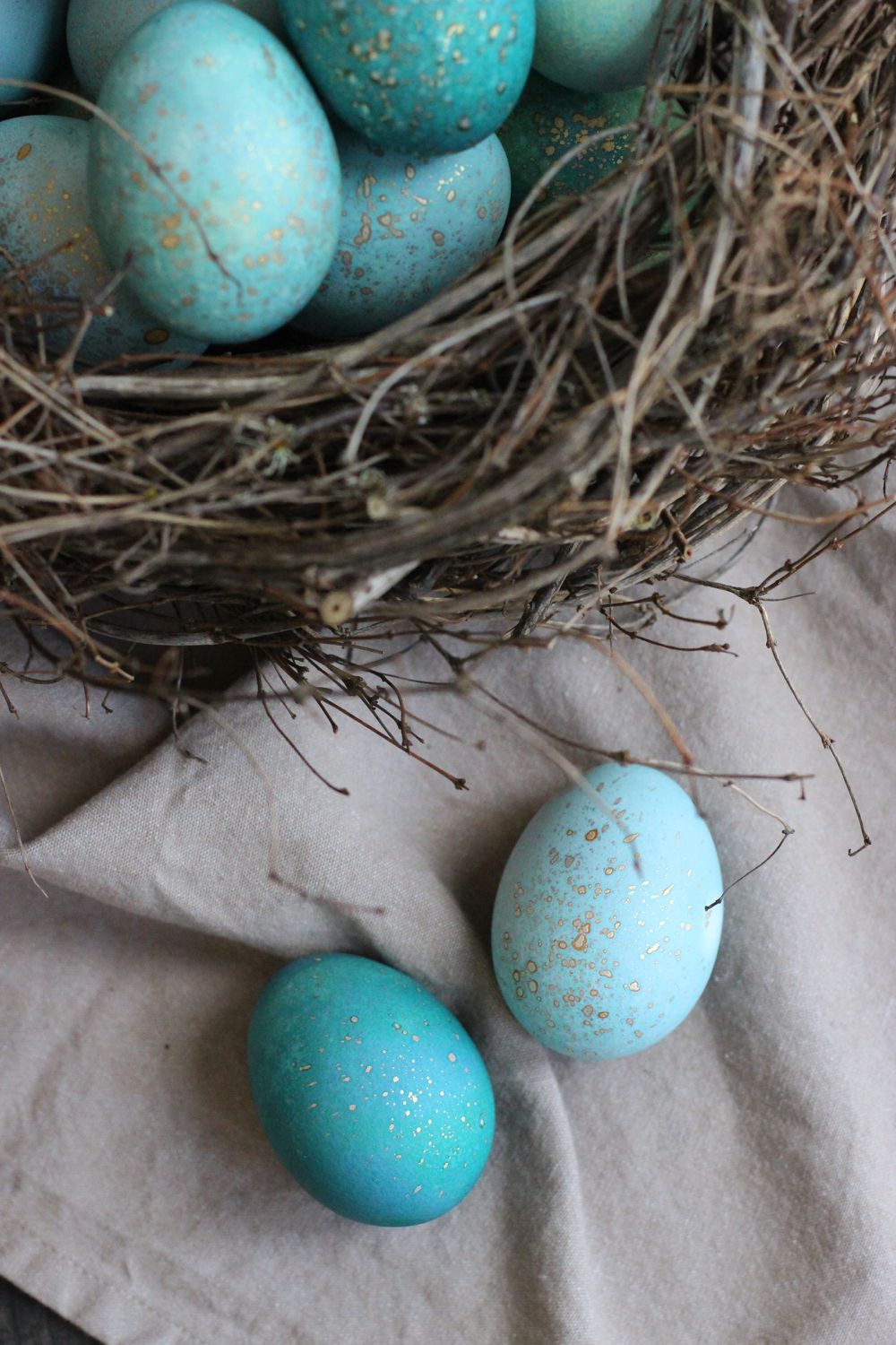 Robin egg bird nest