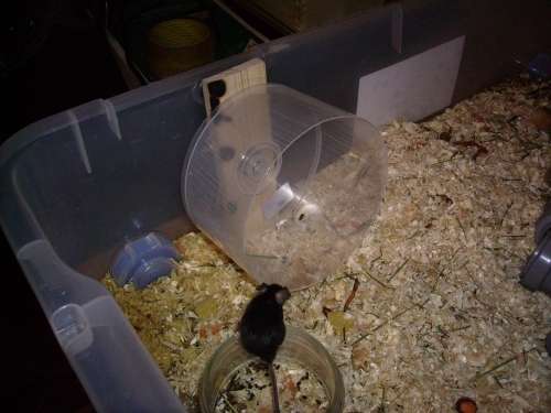 Hamster exercise wheel