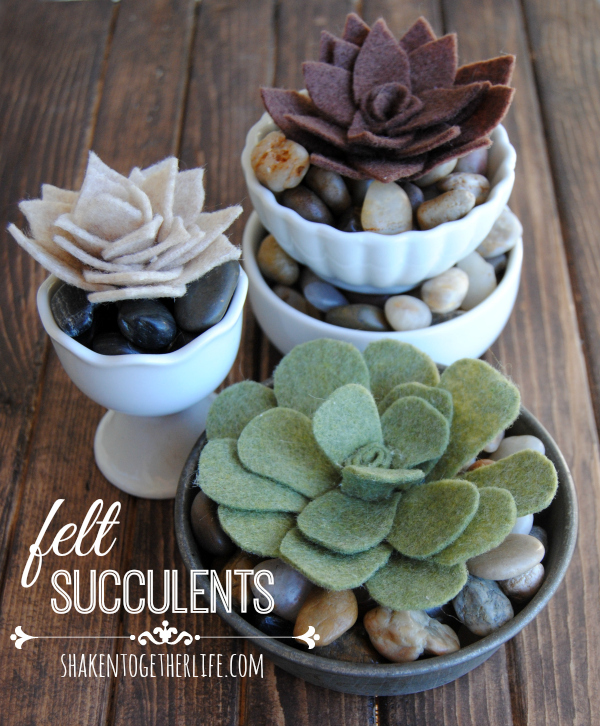 Felt succulents