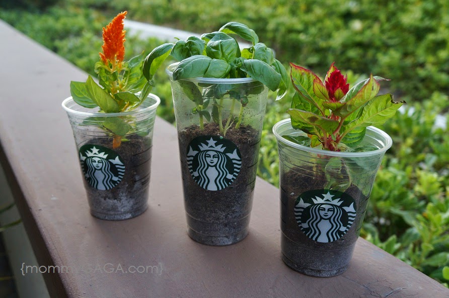 Upcycled frappuccino cup mini planters