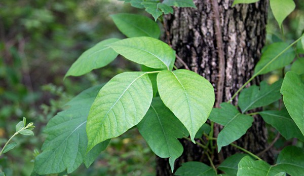 Poison ivy natural weed killer