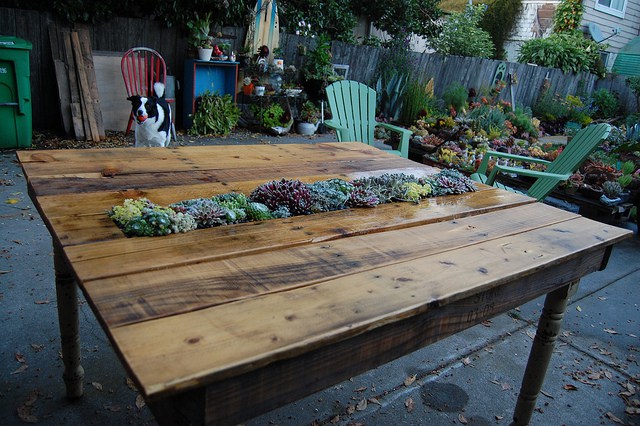 Diy succulenet table