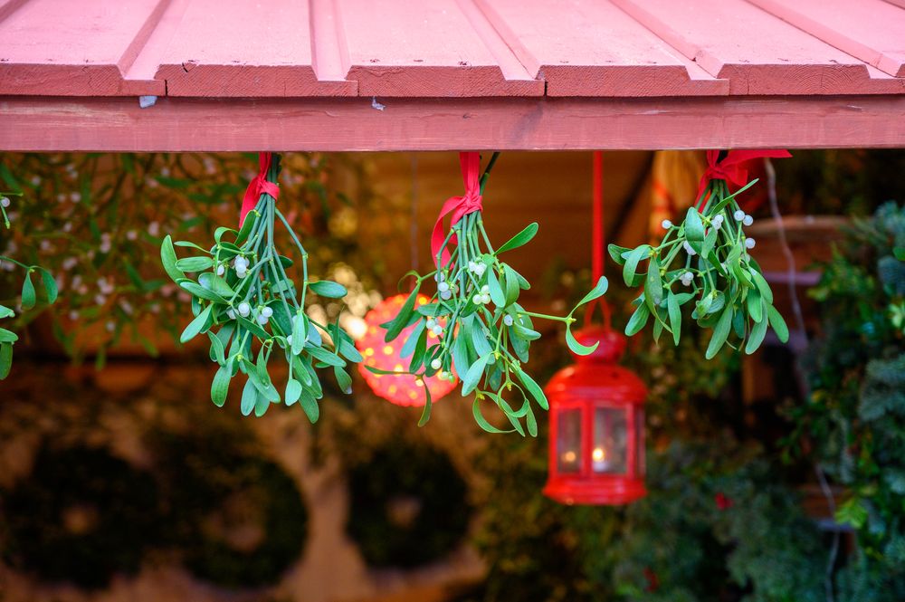 Christmas wedding decorations mistletoes hanging from the ceiling