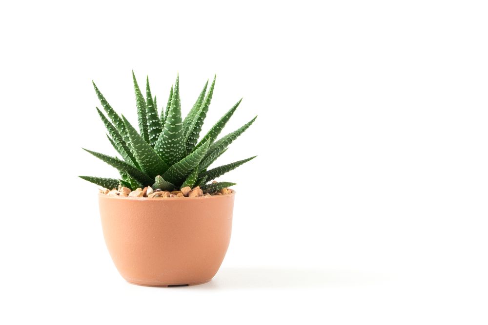 Gift ideas for coworkers desk plants