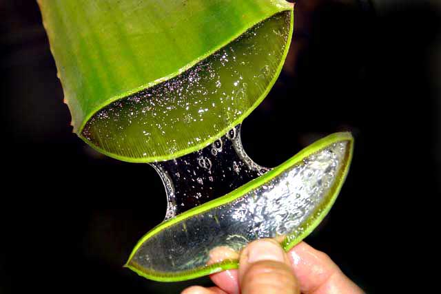 Aloe vera for clear skin