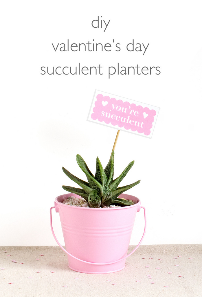 Succulent Planters in Chocolate Box - Valentine's Gifts For Her