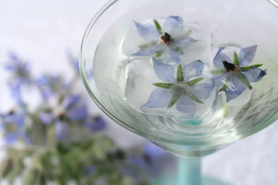 Sparkling Borage Cocktail - Flower Drink Garnish