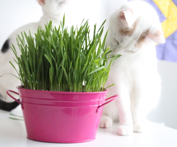 Diy cat grass
