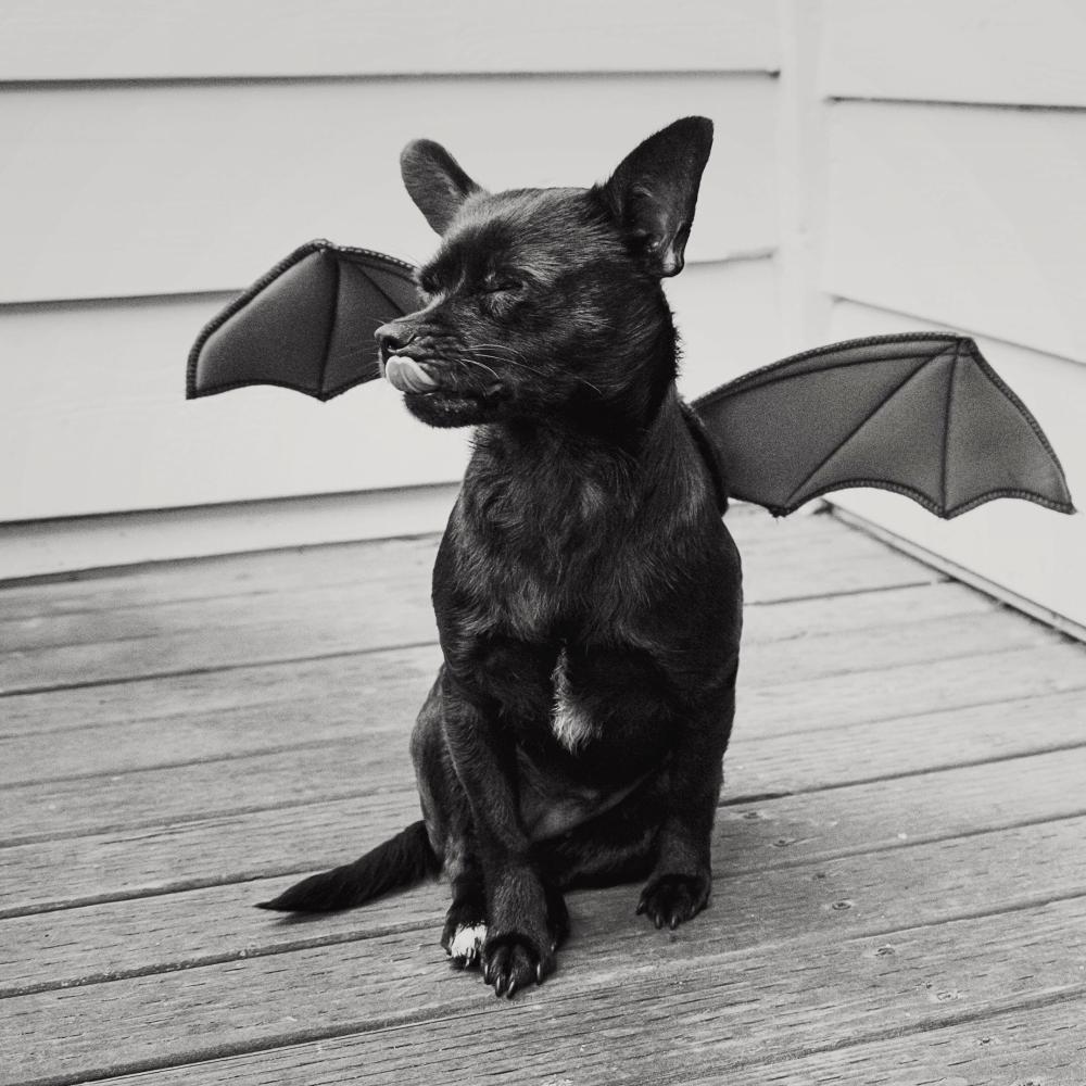 Bat dog diy dog halloween costumes