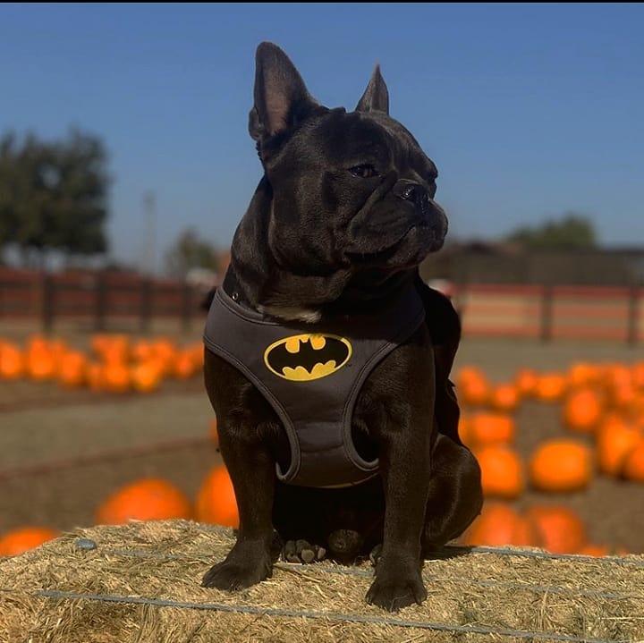 Batman dog diy dog halloween costumes