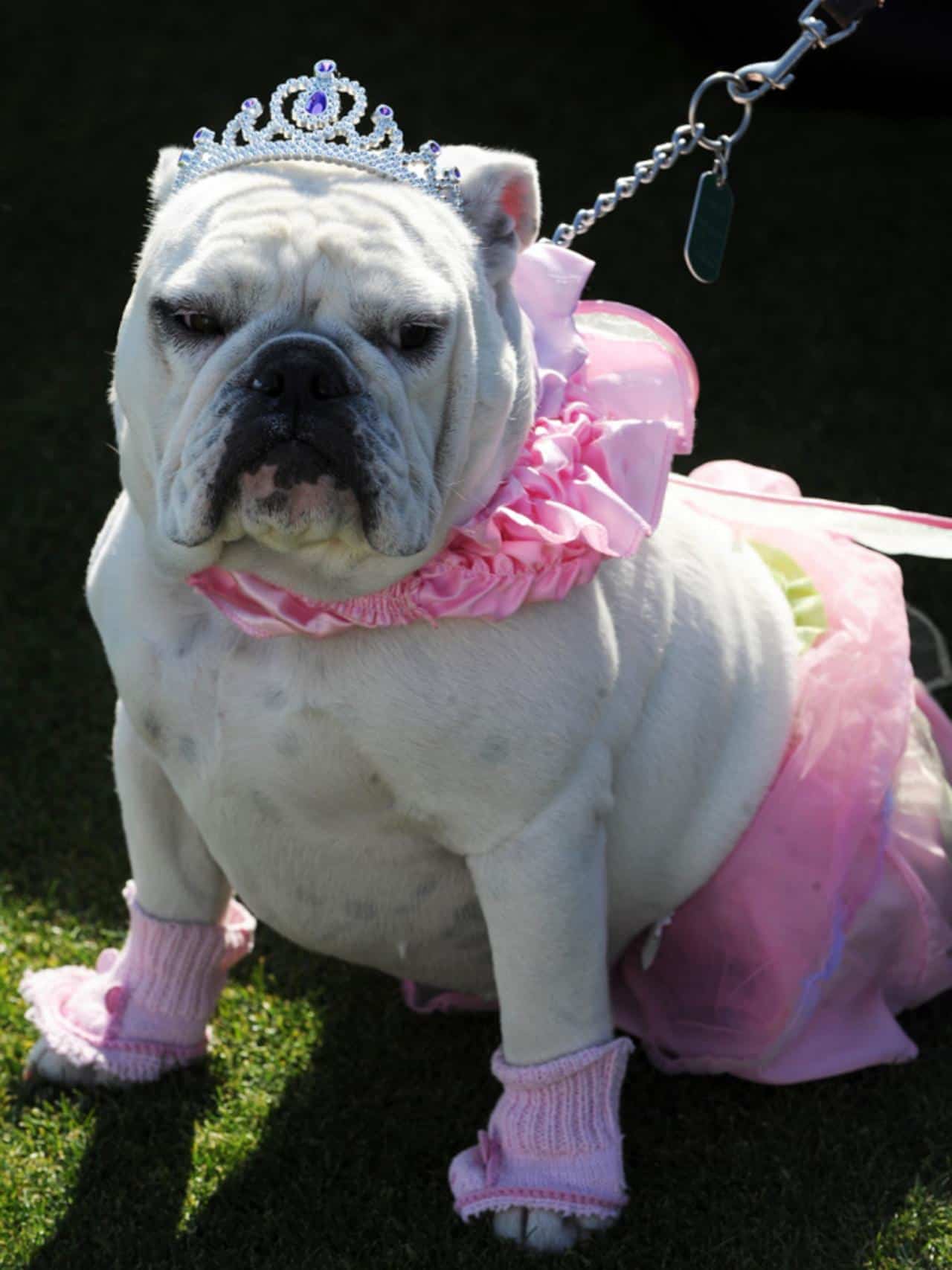 Princess - Best Dog Halloween Costume
