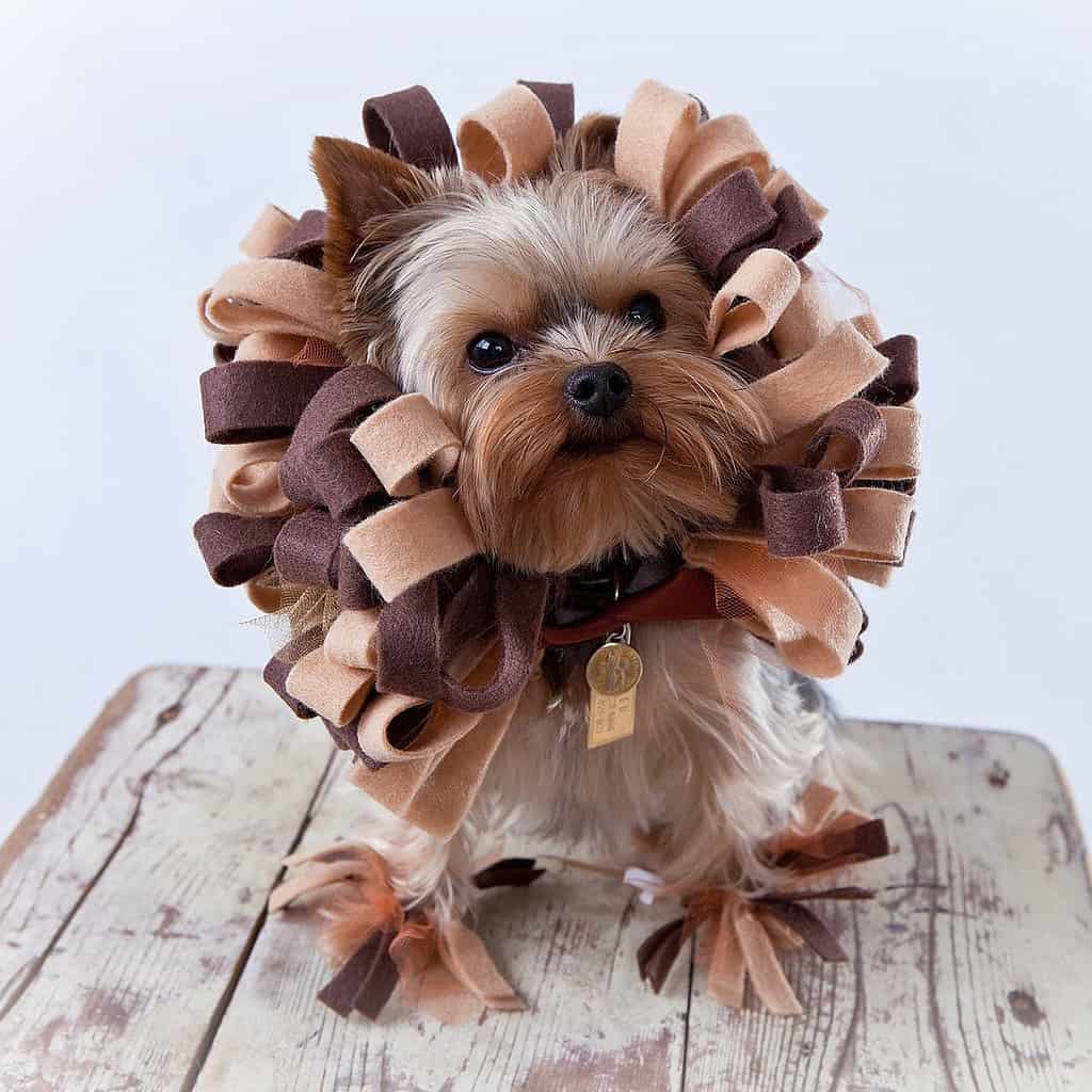 Cute Lion - Small Dog Halloween Costume