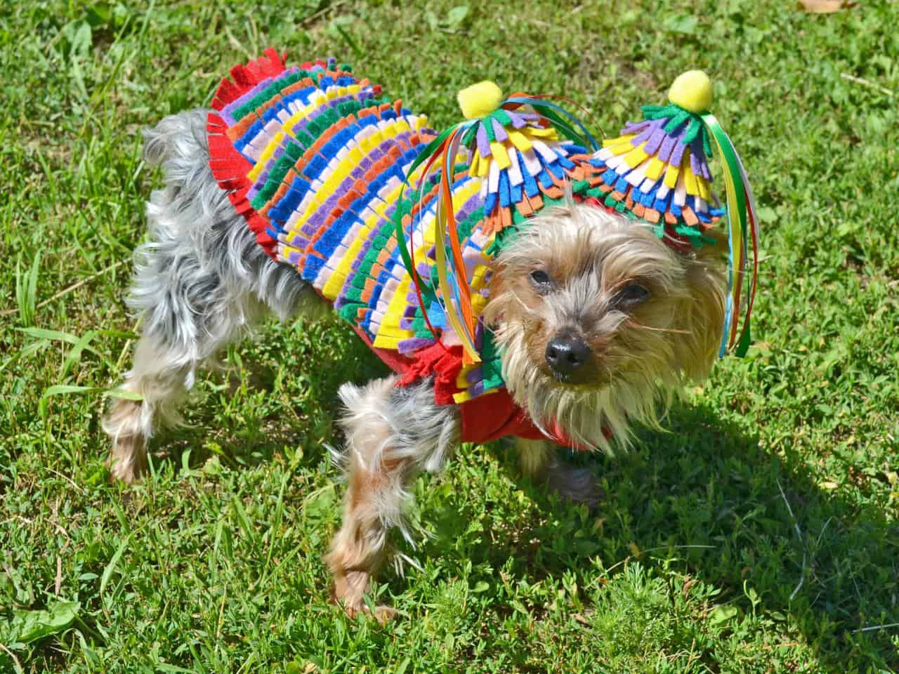 Felt Pinata Dog Costume - Funny Dog Halloween Costume