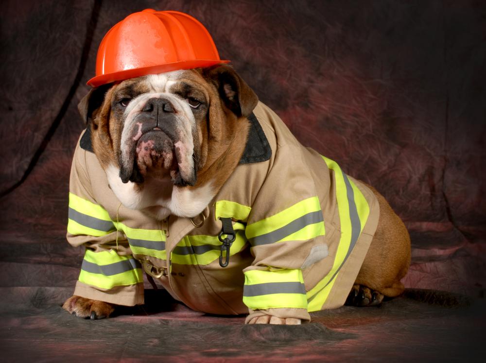 Firefighter dog dog halloween costumes