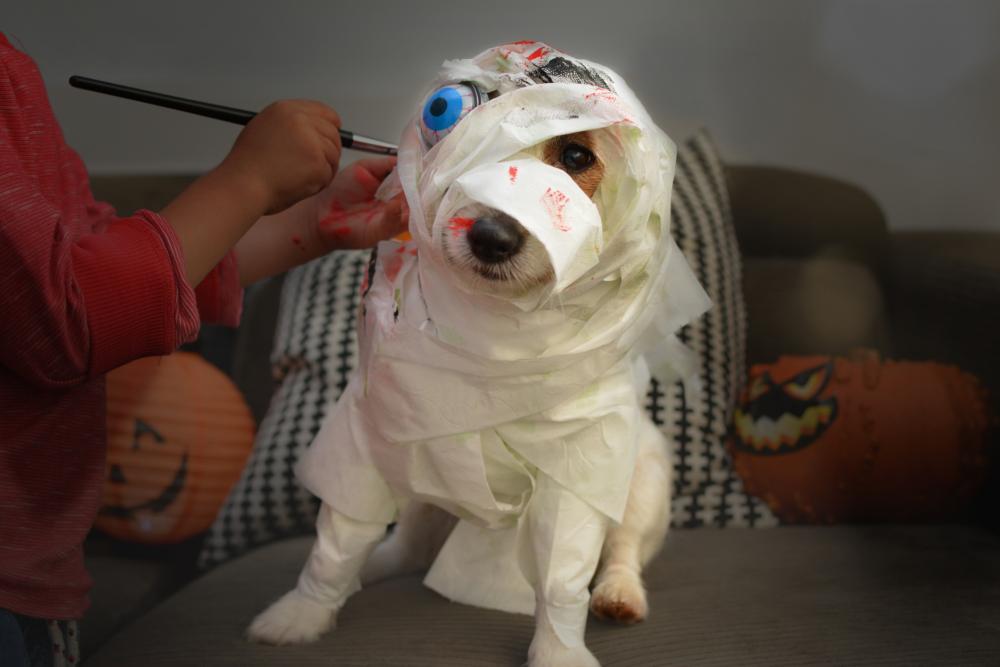 Mummy dog homemade dog costumes