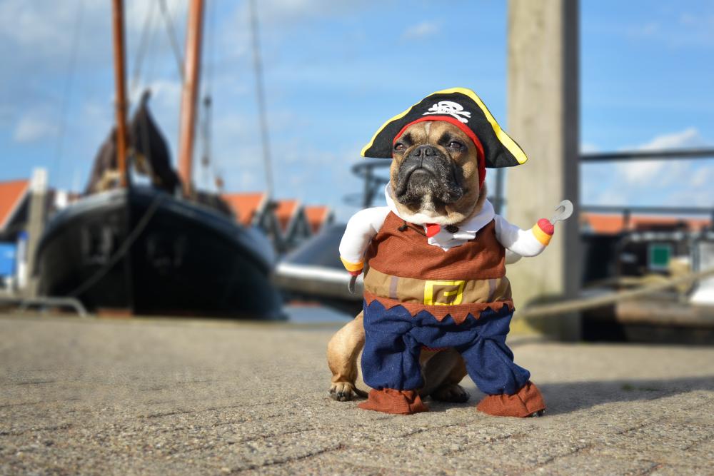 Pirate dog small dog halloween costumes