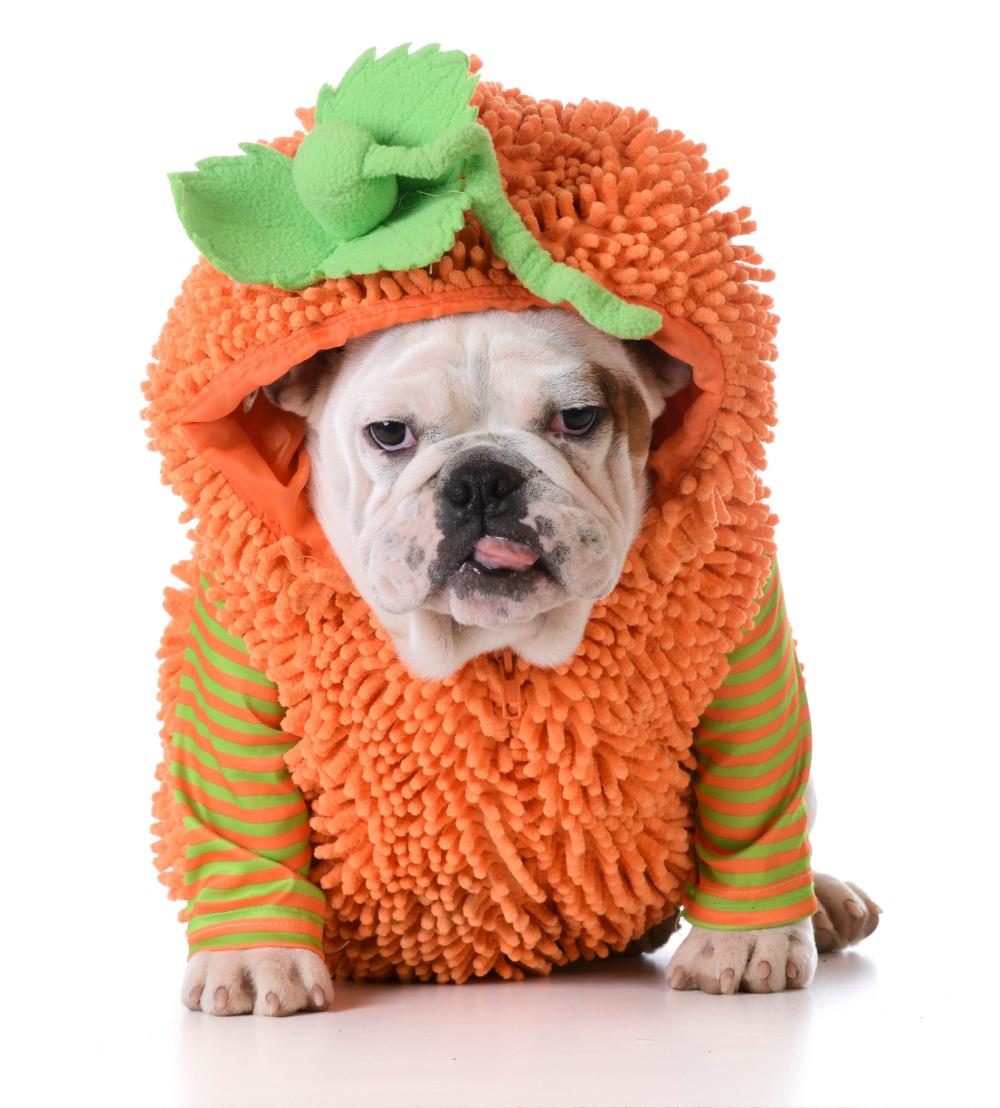 Pumpkin dog funny dog halloween costumes