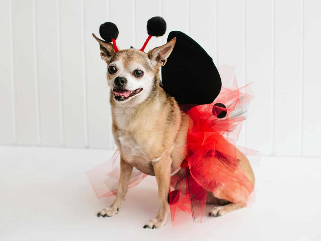 Ladybug - Chihuahua Halloween Costume