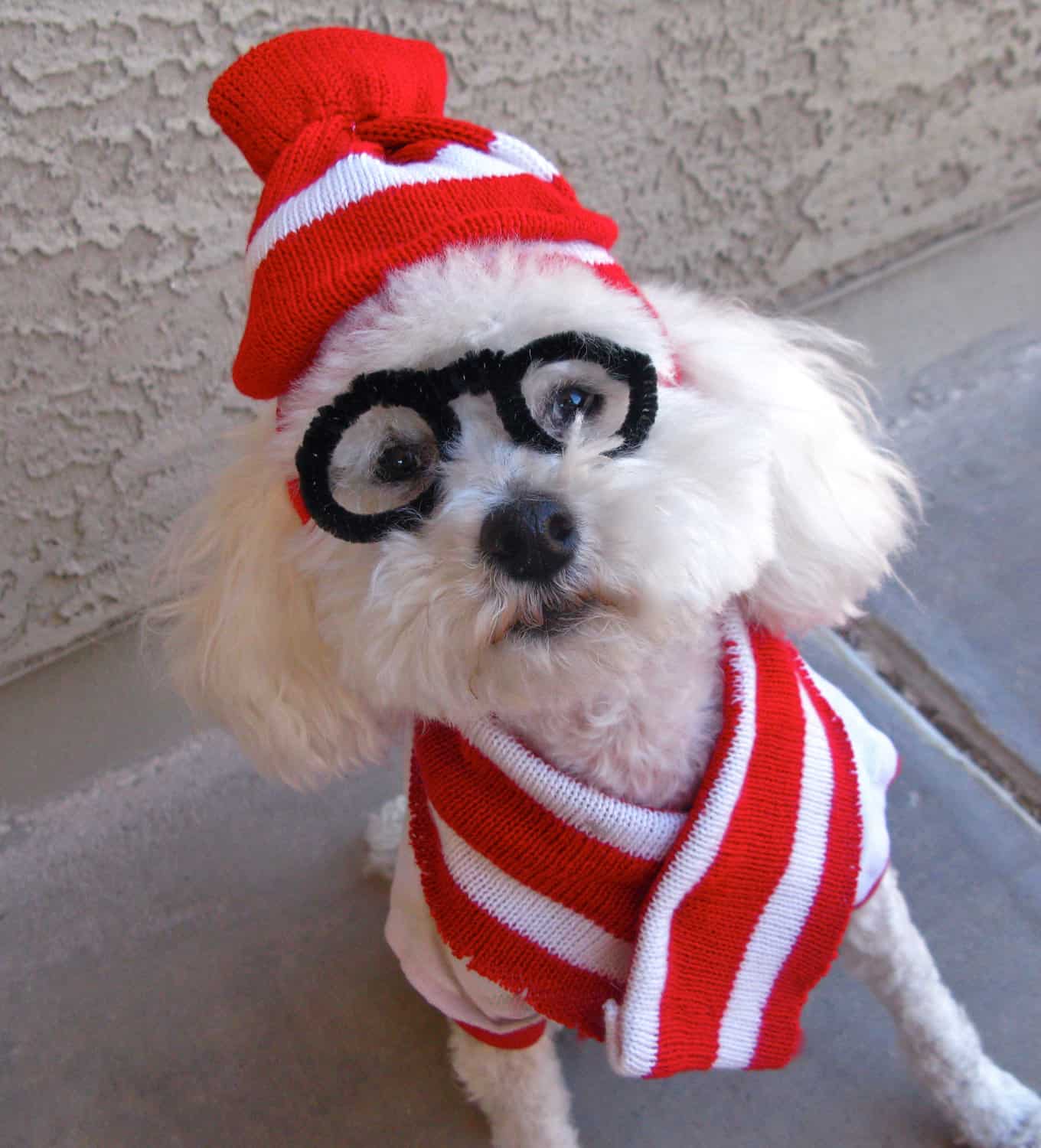 Where's Waldo Dog - Easy Dog Costume