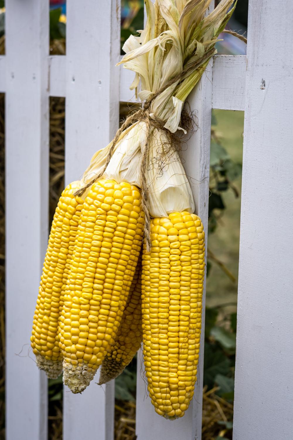 Corn husk decorations diy thanksgiving crafts