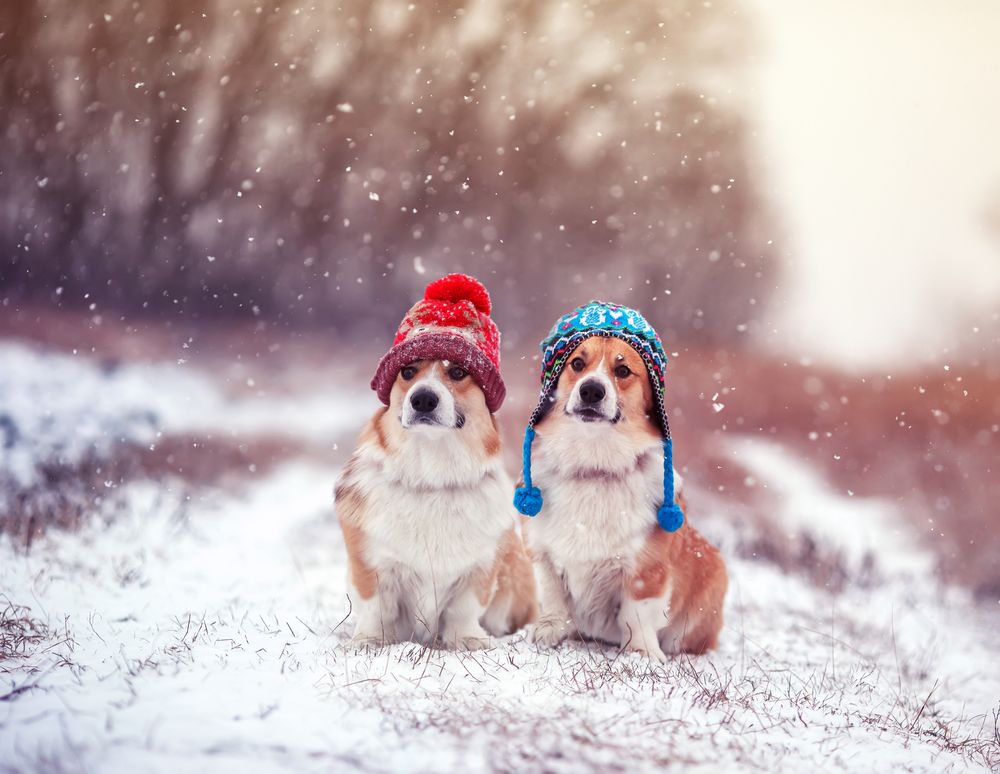 Cute christmas pictures just the pets