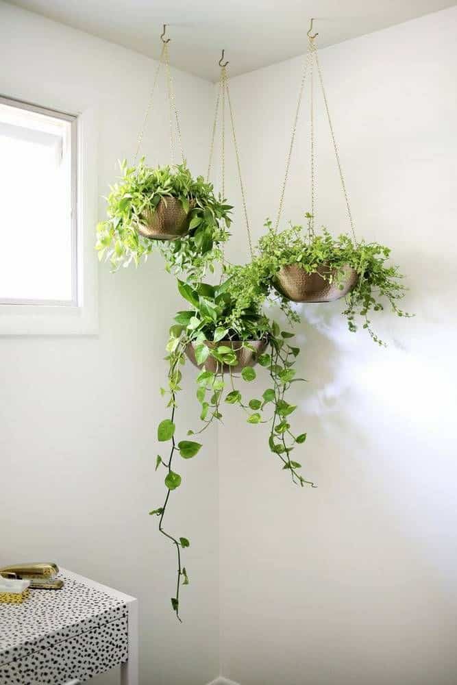Diy hanging plants