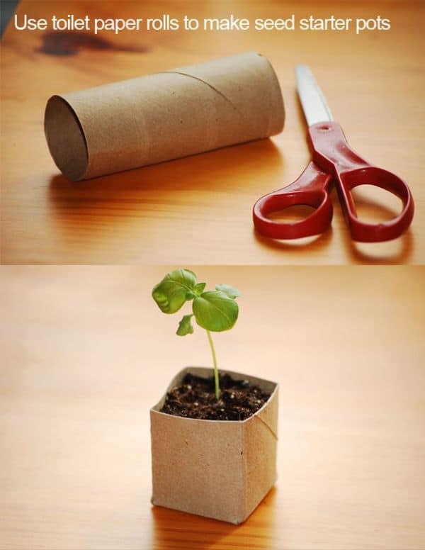 Toilet paper roll seed pots