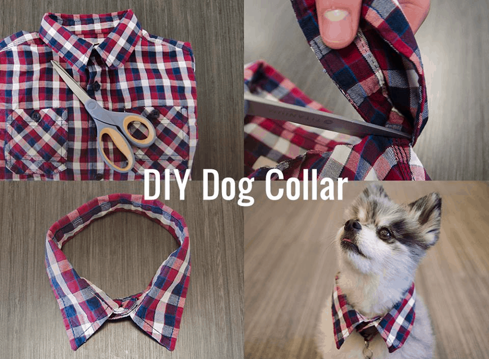 Diy dog collar from a shirt collar