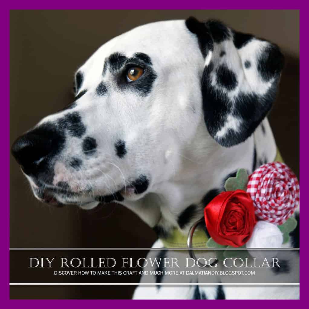 Rolled flower dog collar