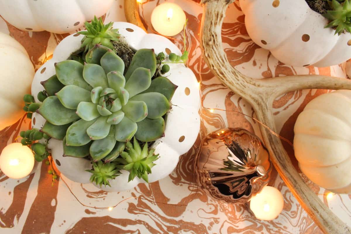 Copper and succulent fall centerpiece