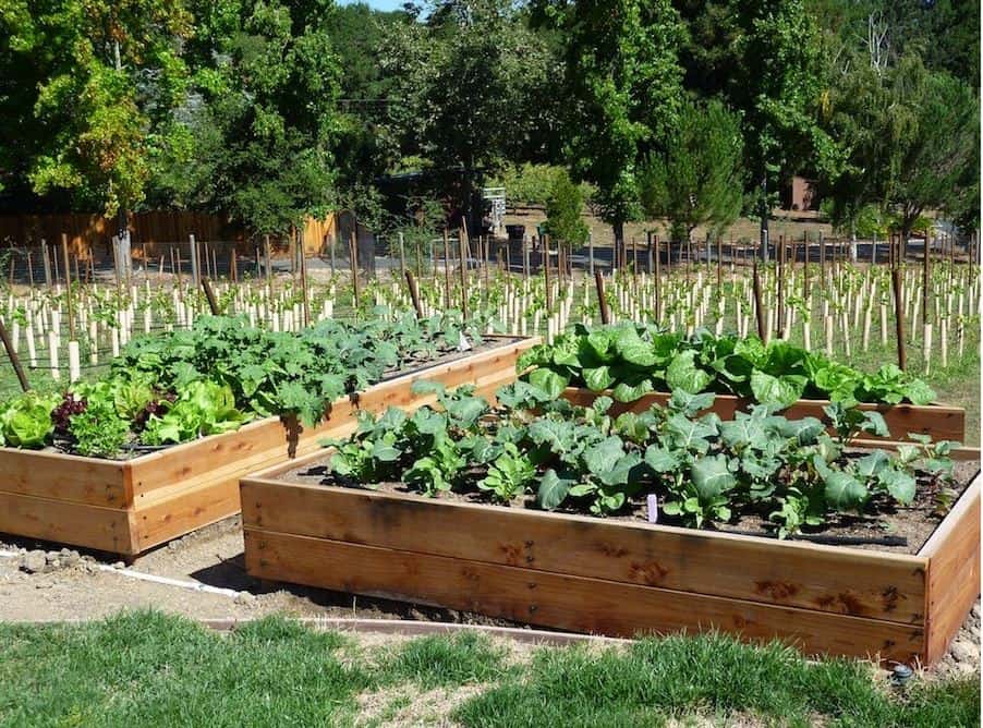Consider a raised bed