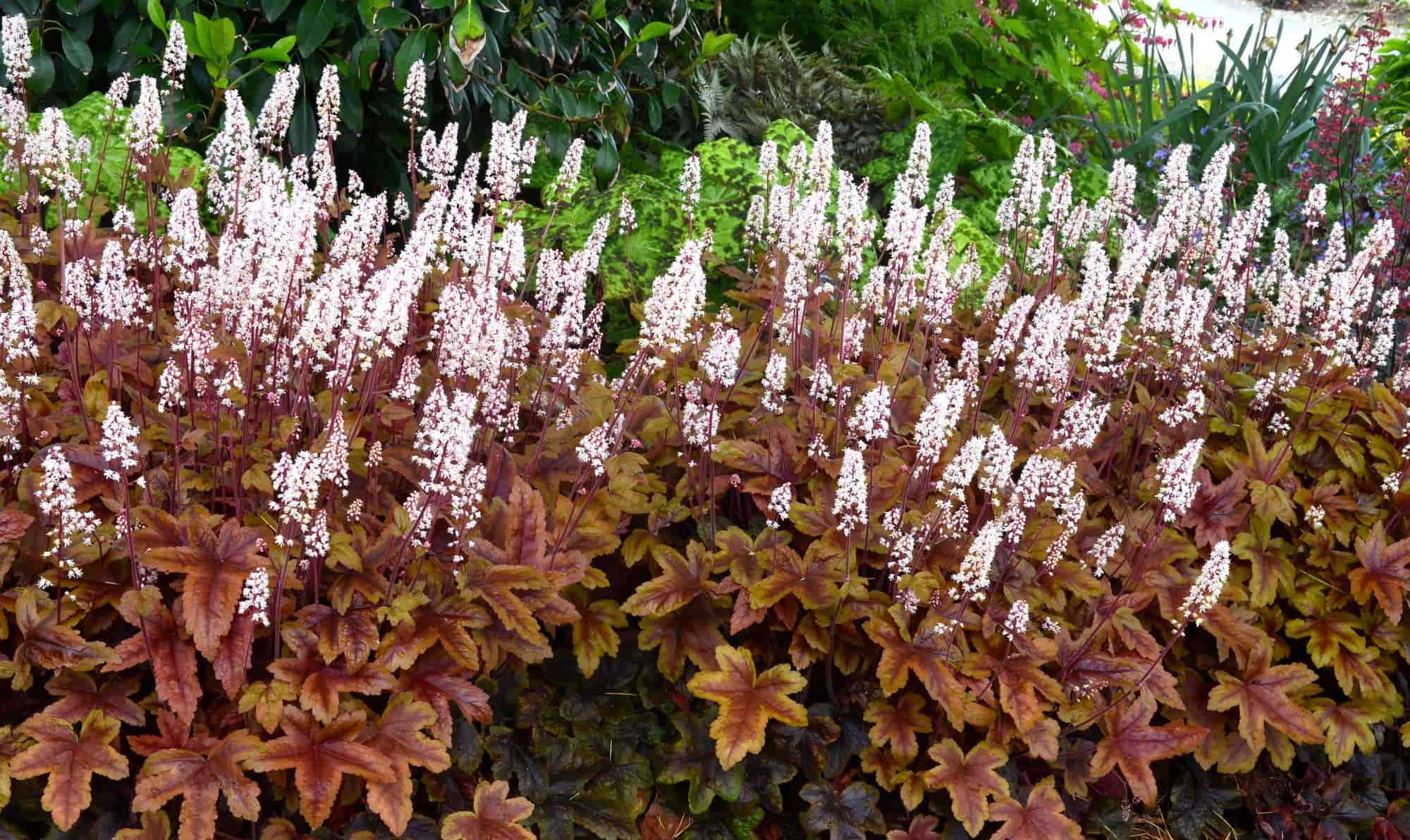 Heucherella