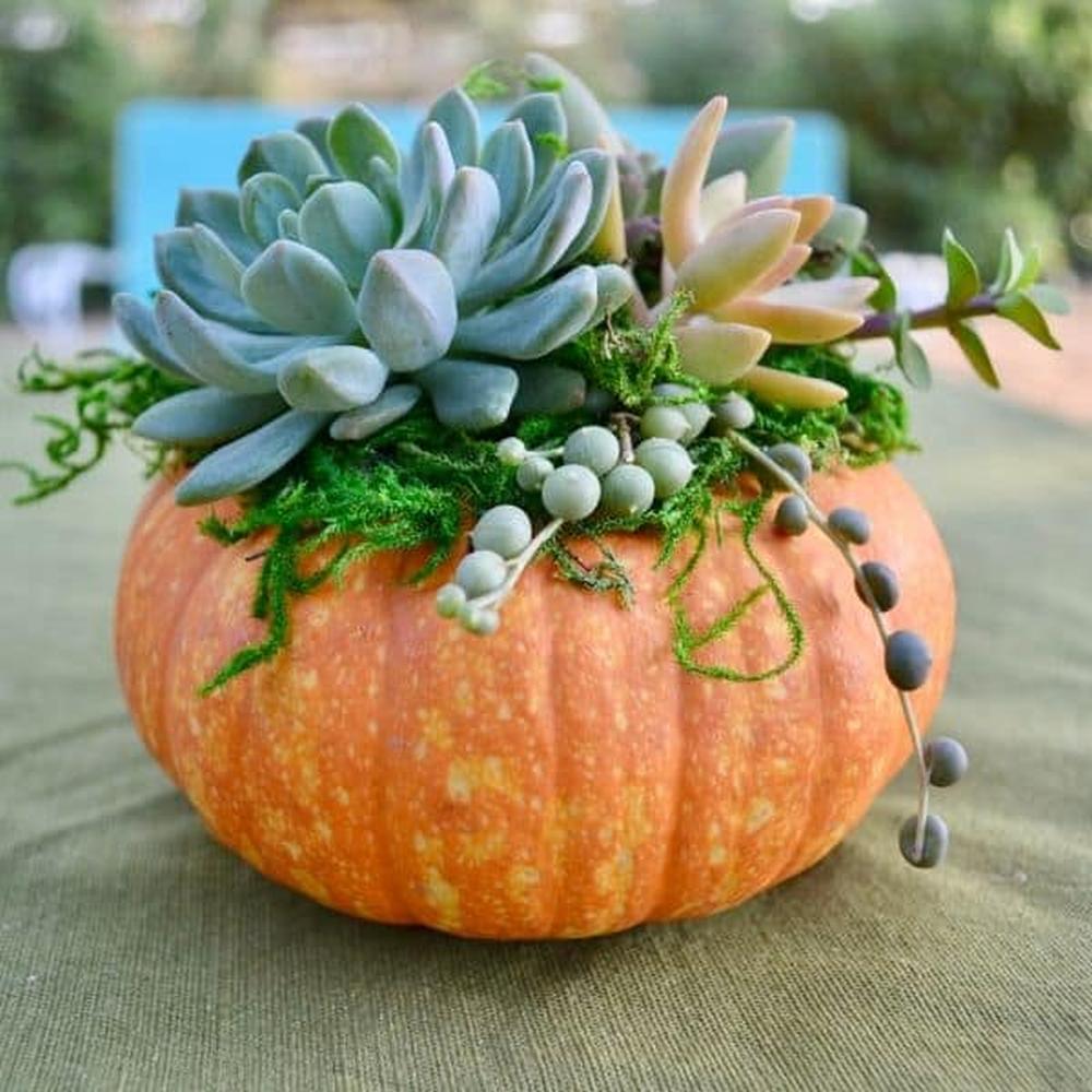 Succulent topped pumpkin unique centerpieces